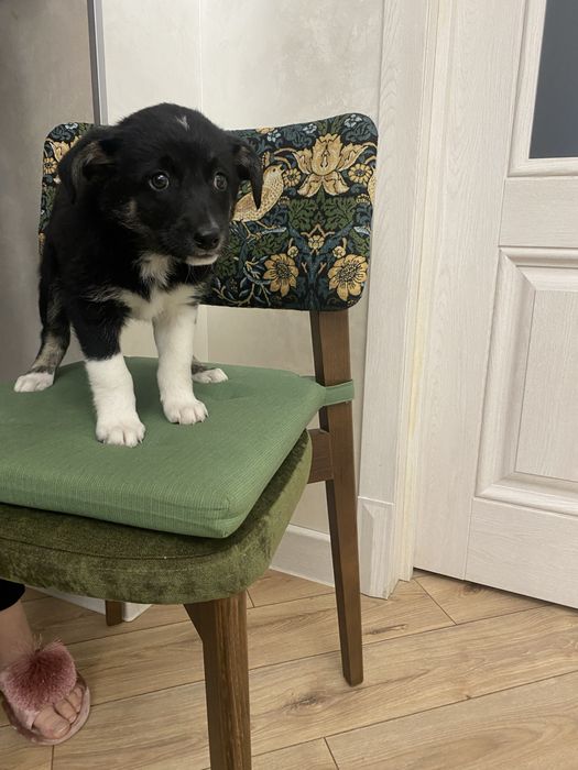 Щенок девочка плмесь