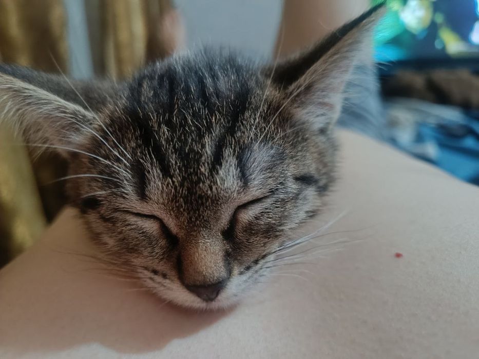 Отдам котят, бесплатно