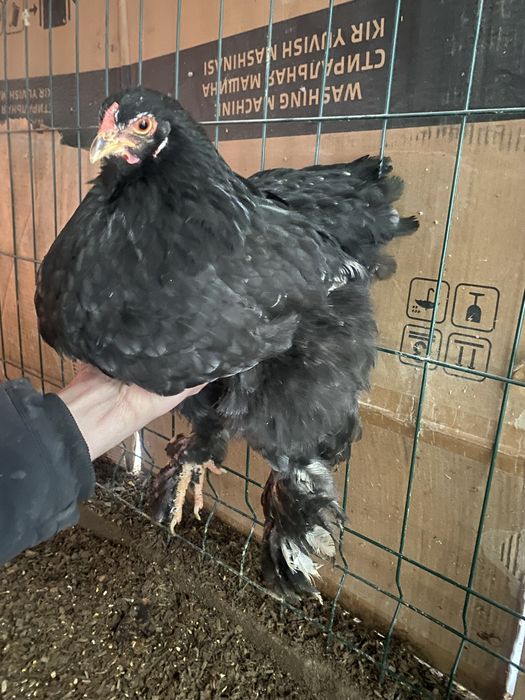 Sotiladi brama Horoz va tovuqlari