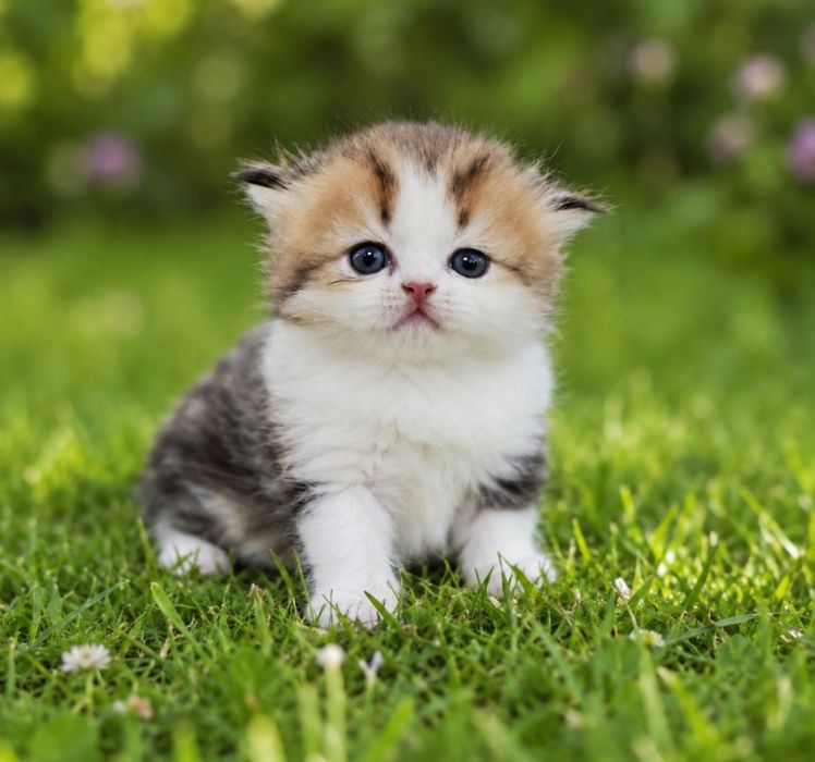 Котята Бикалорные Элитные