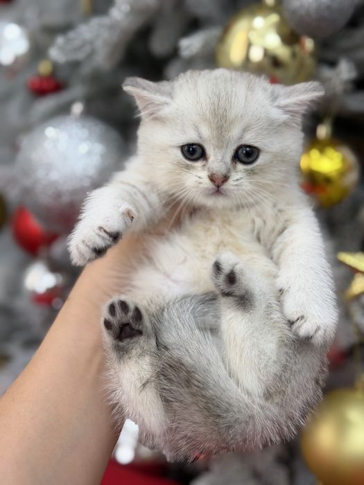 Серебритая шиншилла