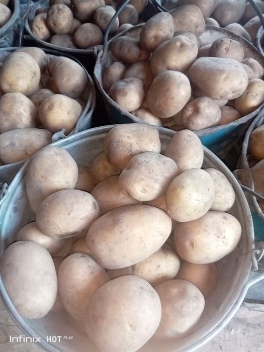 Продам картофель район Мирный