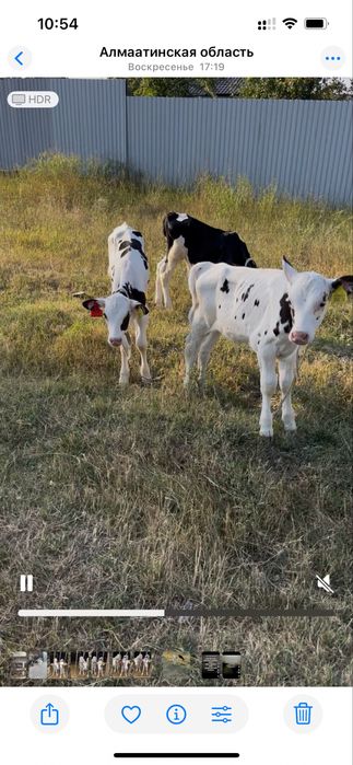 Продам телят 3 бычка