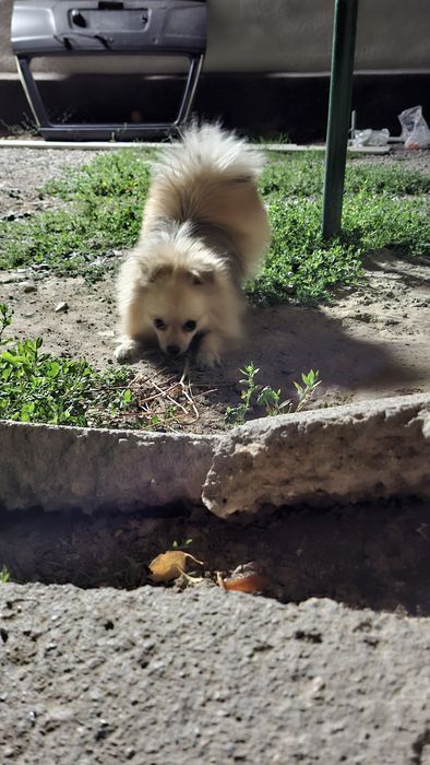 Шпиц для вязки срочно