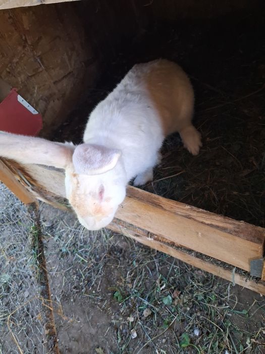 Vând femele gestante hycole francez