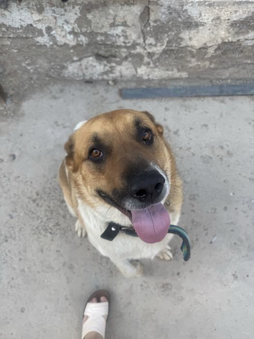 ищем сучку для вязки