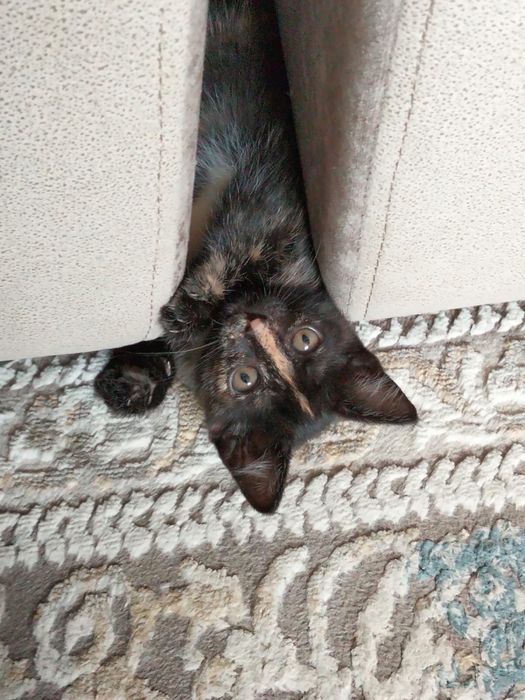 отдам котенка в добрые руки