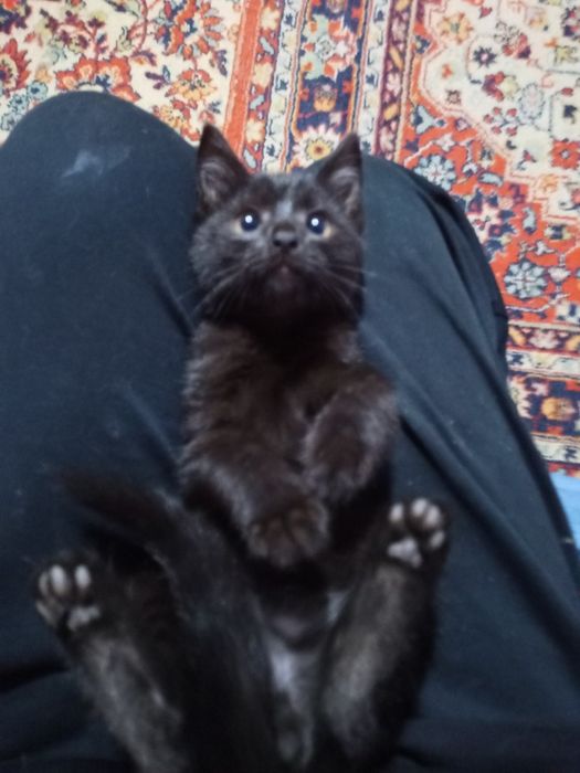 Отдам котят бесплатно