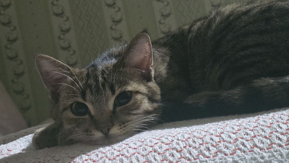 Отдам кошку в хорошие руки