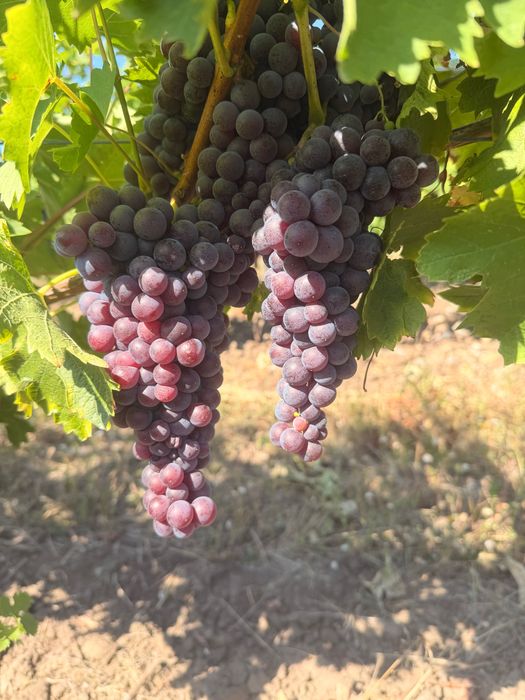 Vând struguri nobili Tamaioasa Romanesca