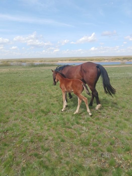 Продам кобылу с жеребенком
