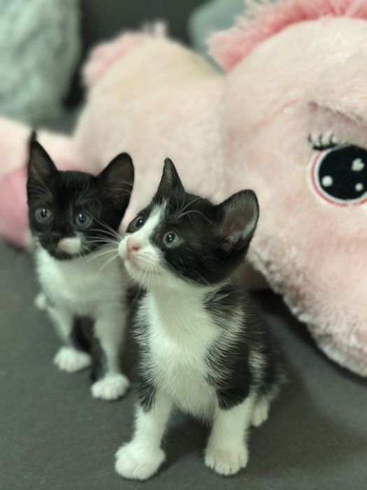 pisica pui adopție