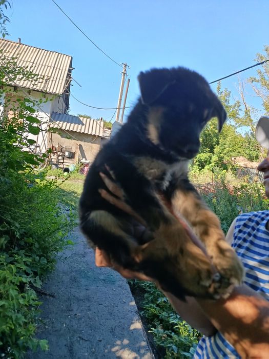Щенок породы немецкой овчарки