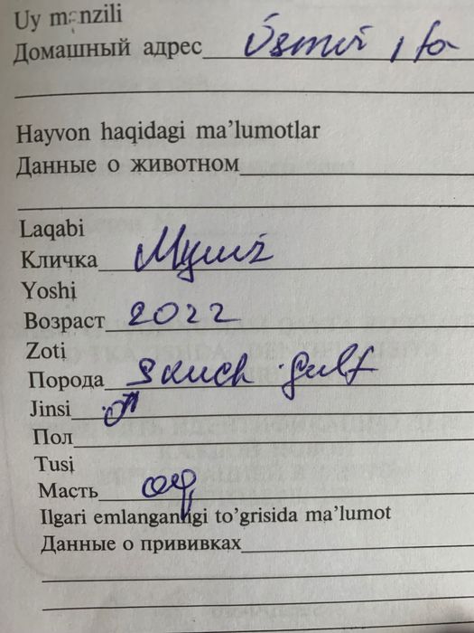 Mr. Muiz кот для вязки