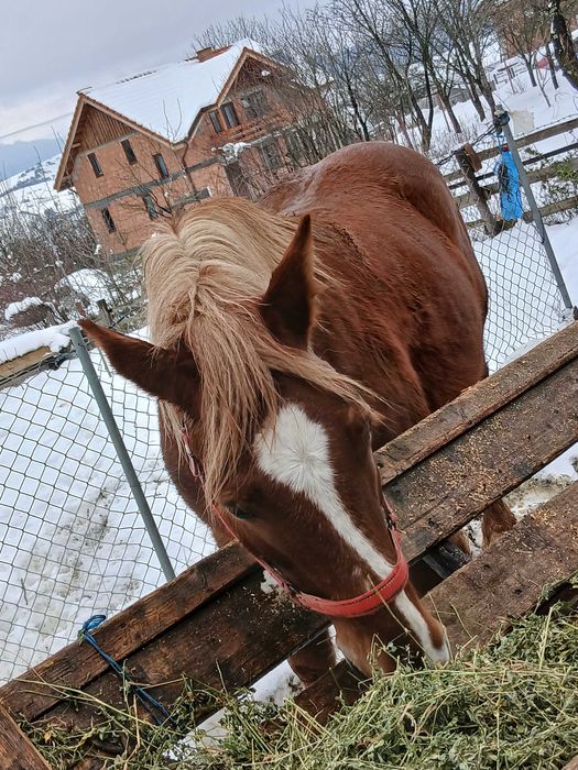 Cal de vanzare garantat