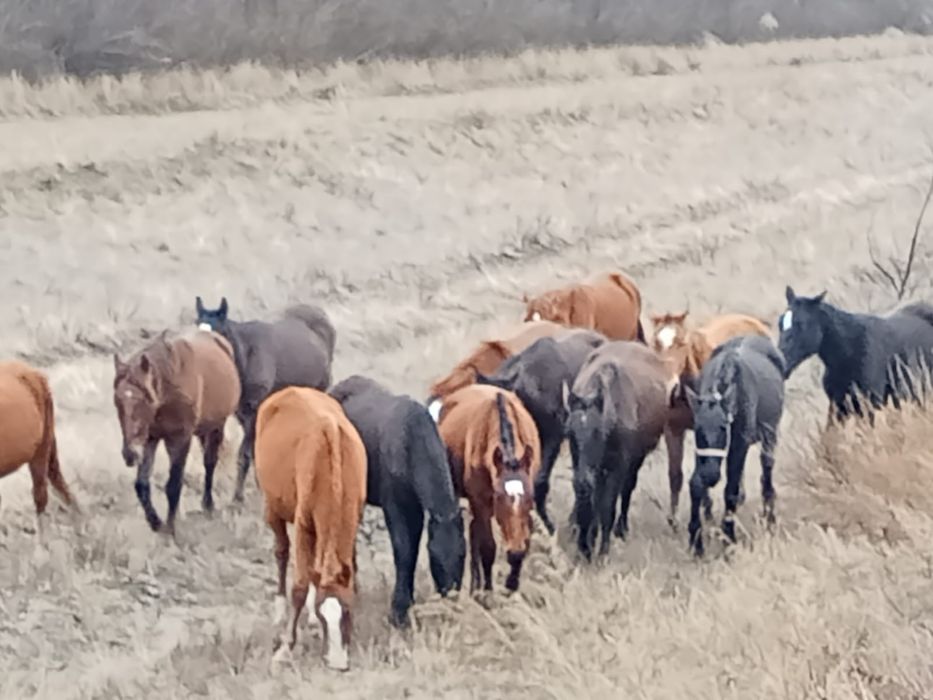 Продам лошадей..