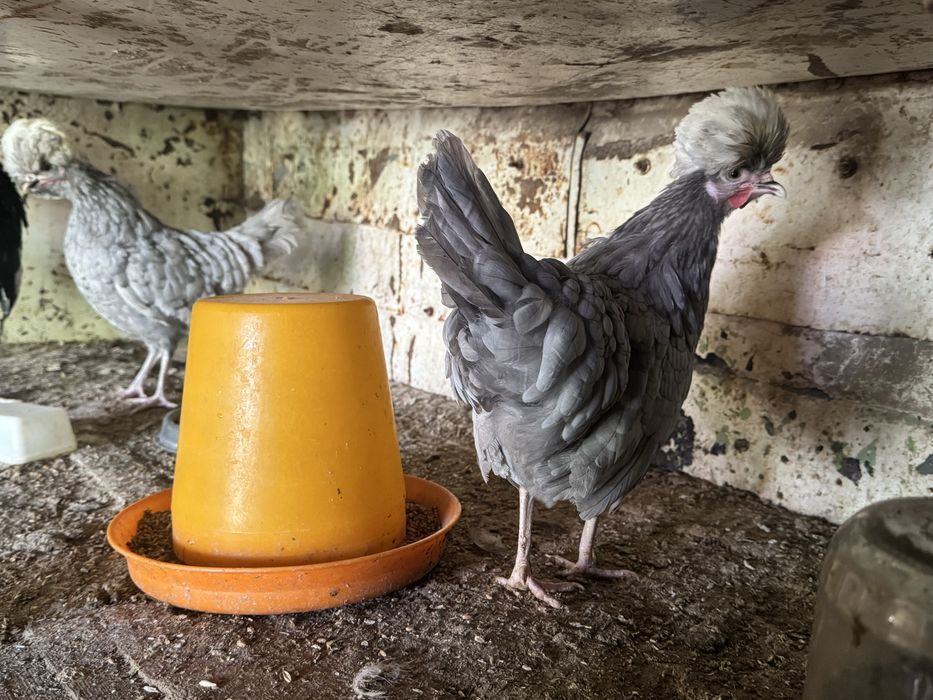 галланка товуклар сотилади голандский