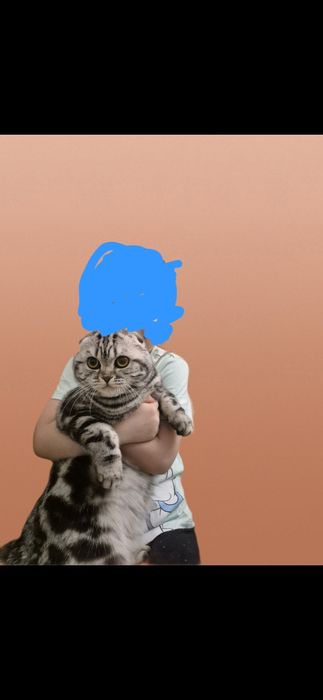 Скоттиш фолд кошка