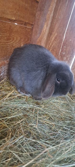 Iepurași cap de leu pitic și berbec german pitic