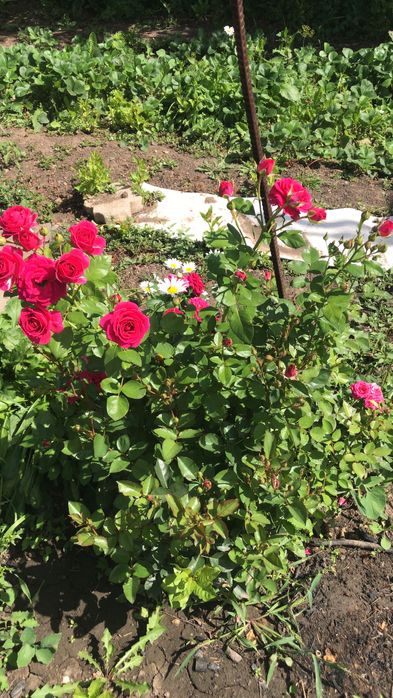 Продаю дачу в до Вишенка.