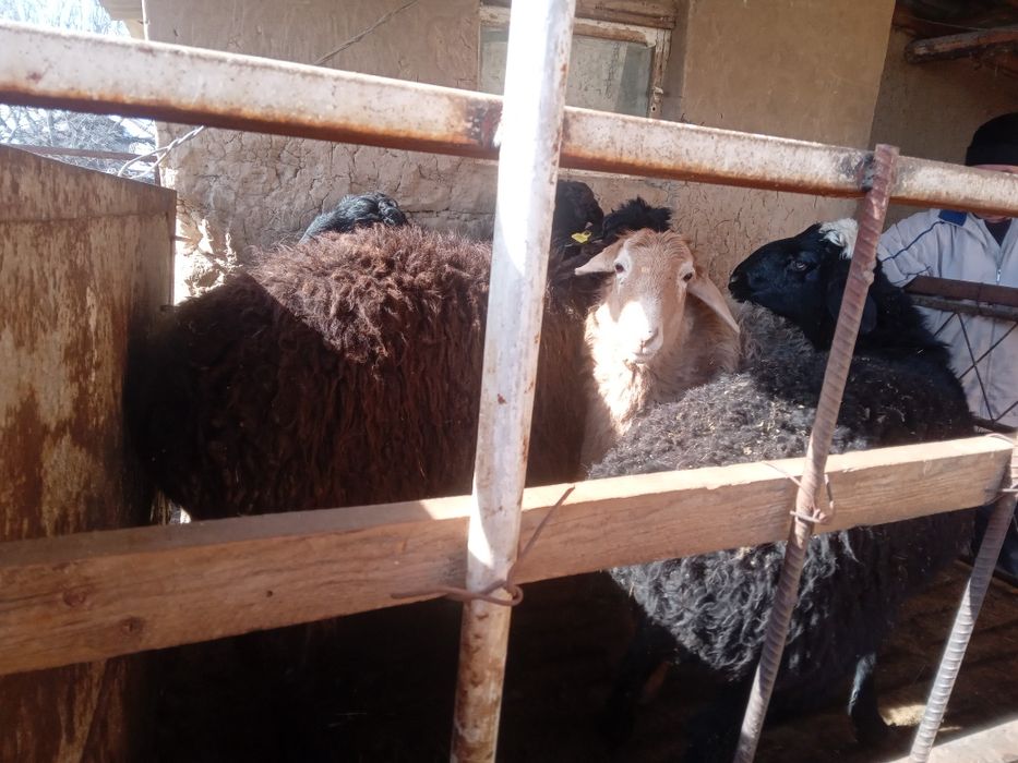 Кой 5 шт кошкарлар