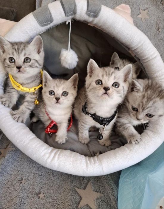 Шотландские котята