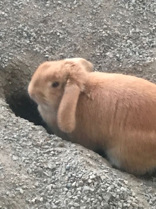 KARLIK dekarativniy quyon