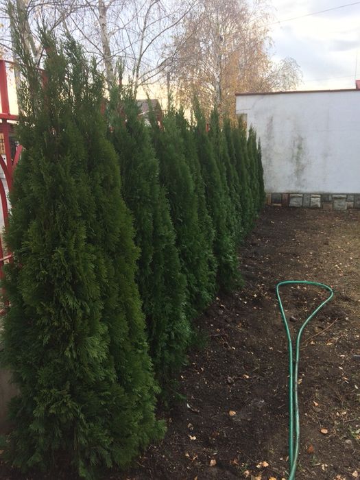 Producător Plante Ornamentale !