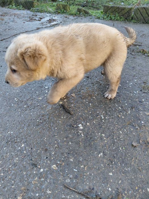 Кученца за подаряване