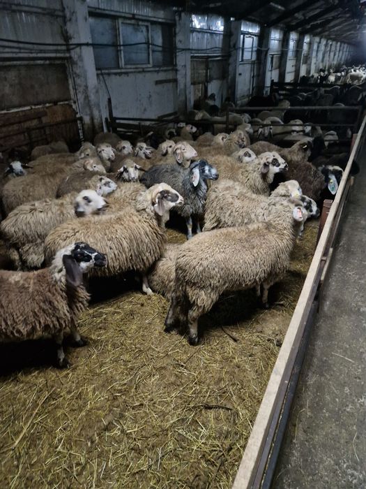 Vind berbecuti de carne