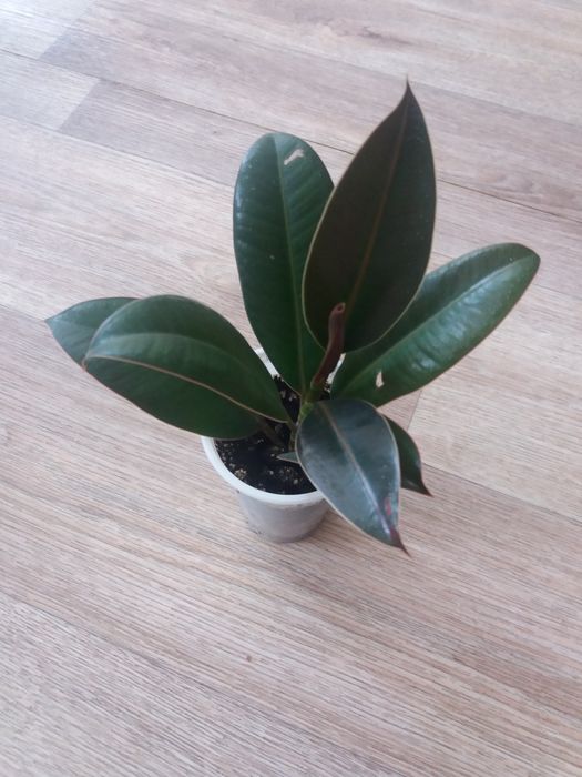 продажа комнатные  растения