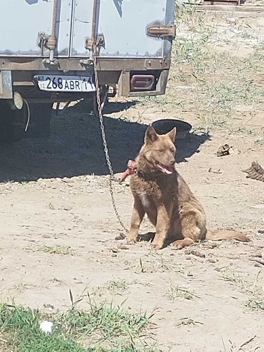 медвежьей собаки