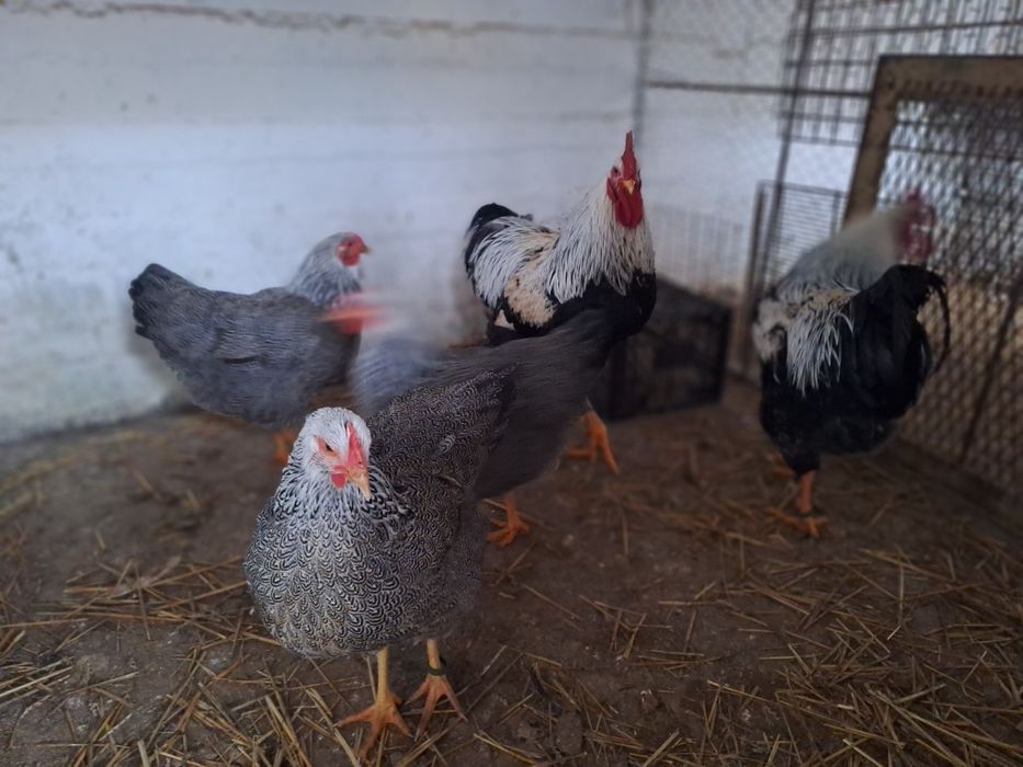 Oua găini Australop Plymouth silver și Plymouth rock barat