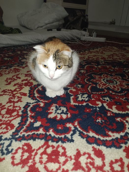 Домашние питомцы