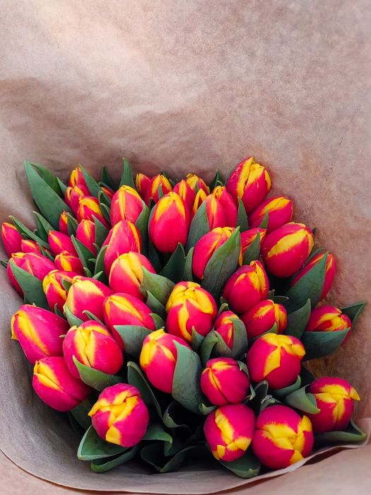 Тюльпаны только оптом