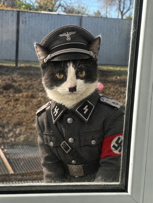 Отдам котенка девочку