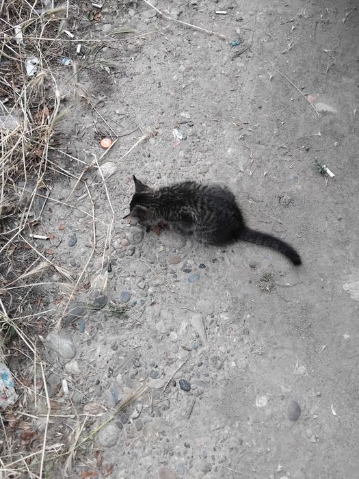 Котенок.1.5 месяца