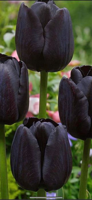 Bulbi de lalele 100 buc 60 lei