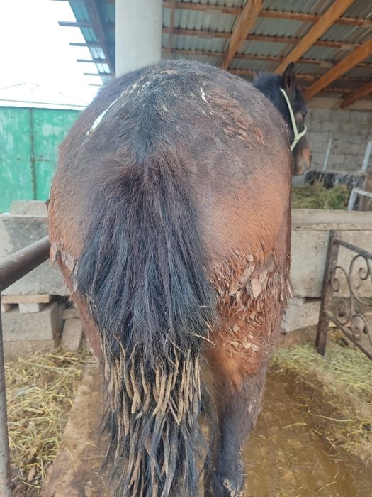 Еки жасар сатылады