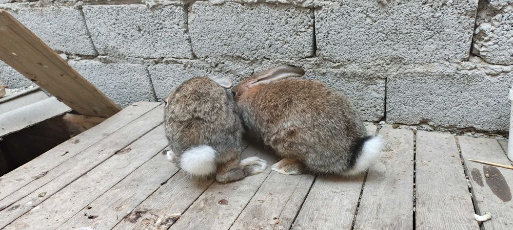 Flandr Quyonlar Sotiladi