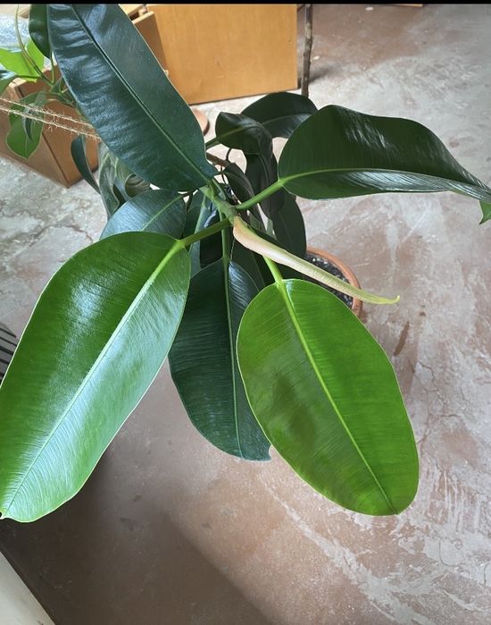 Ficus natural mare