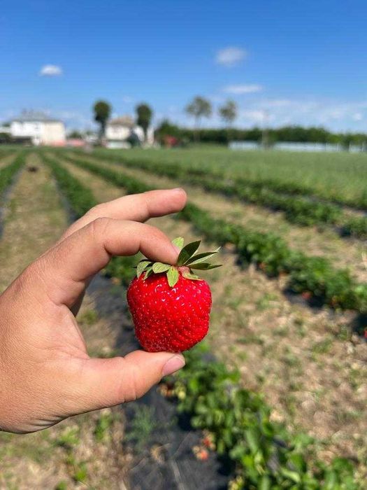 Stoloni capsuni Clery