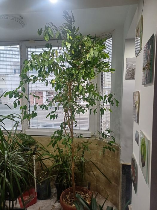 Продавам Фикус Бенджамин Зелен