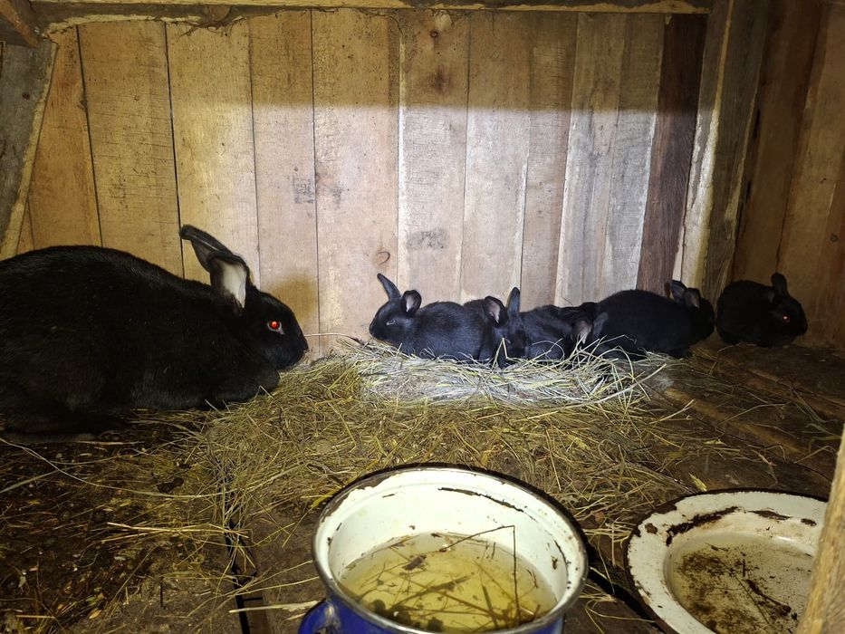 Продам кроликов разных возрастов.