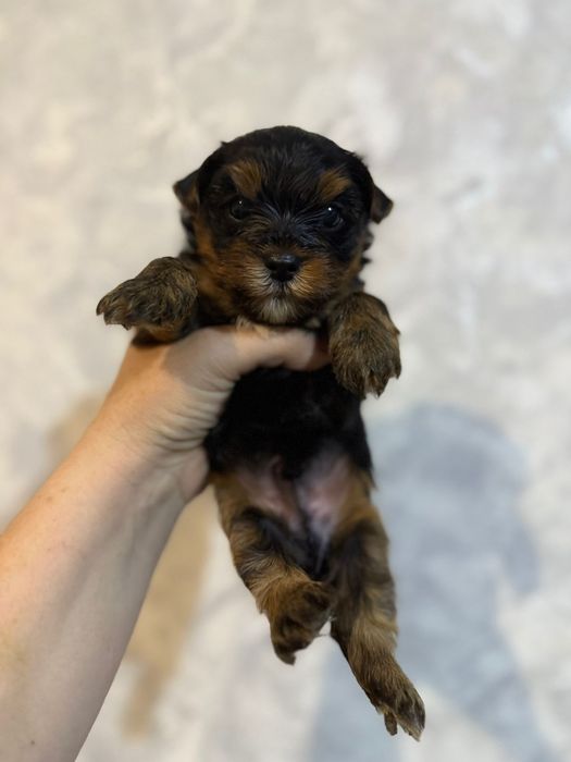 Йоркширские терьер миник