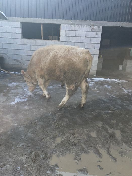 Продам бычок подсос