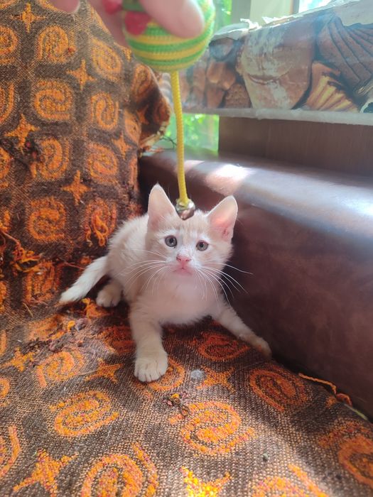 Подаряваме котета