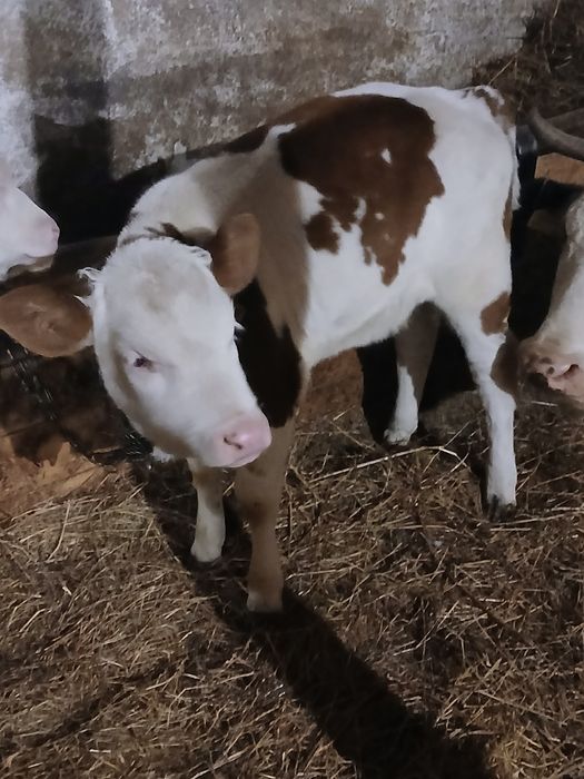 Vând vitea baltata românească