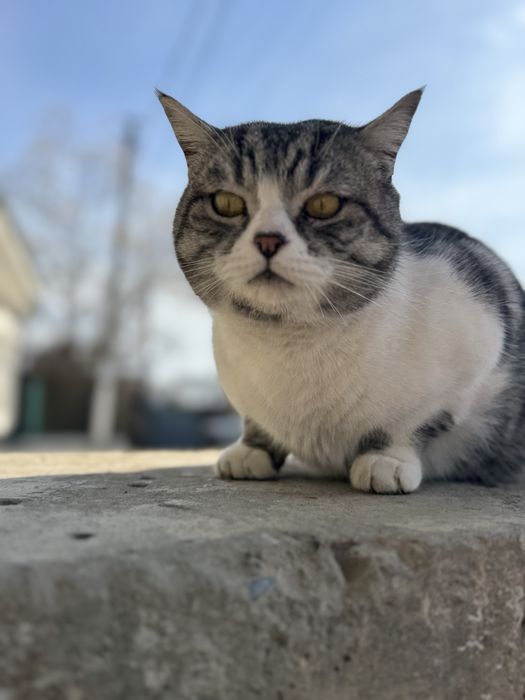 Кот в хорошие руки отдам даром