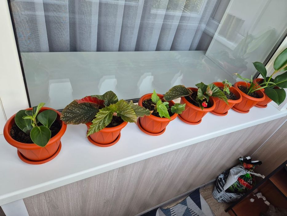 Продам комнатные цветы